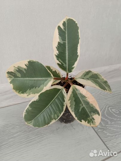 Фикус эластика тинеке