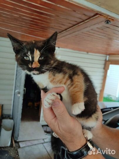 Котята в добрые руки бесплатно