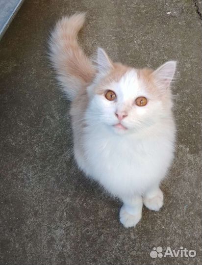 Говорящий кот