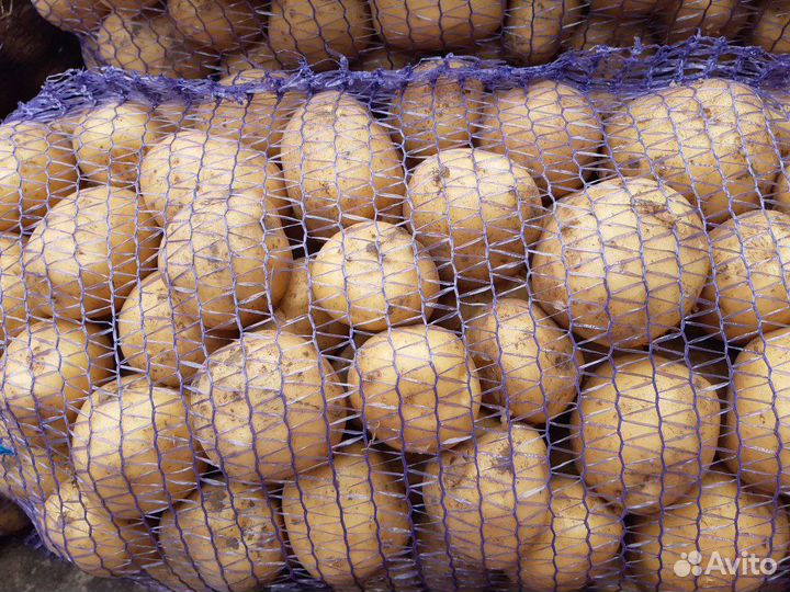 Картофель новый урожай