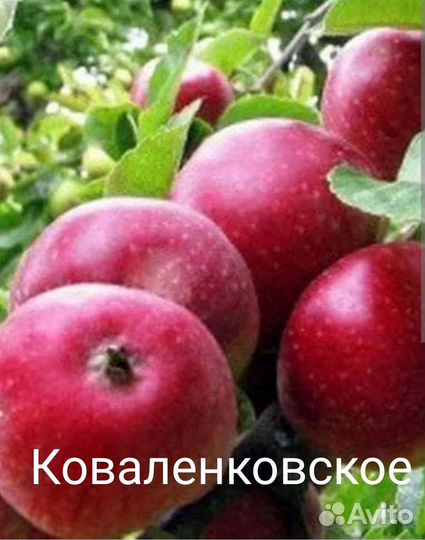 Саженцы яблони