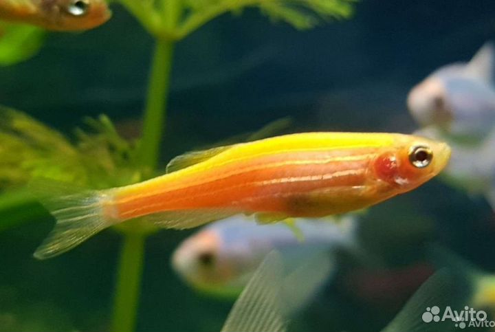 Данио всех цветов. Доставка