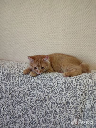 Курильский бобтейл