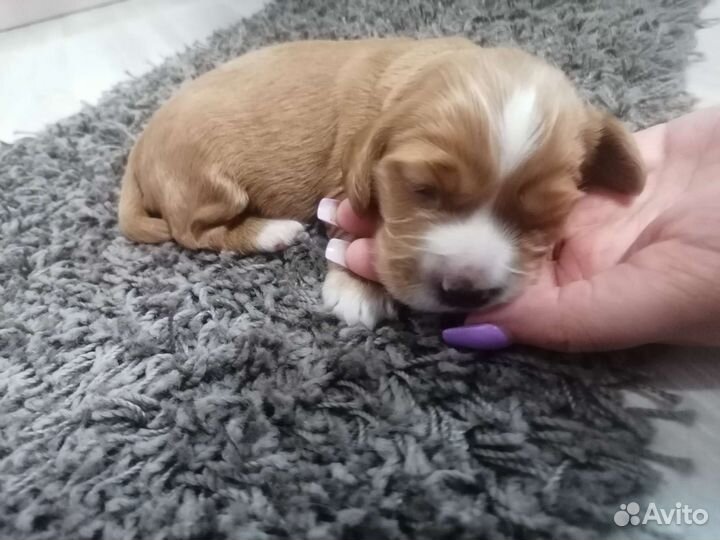 Щенки спаниель