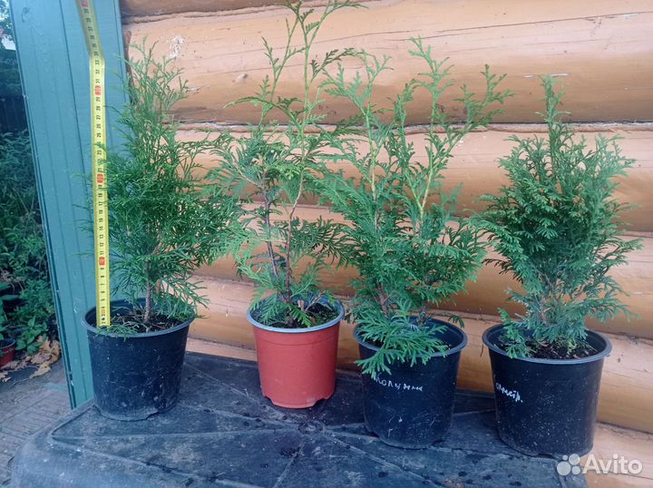Туя (С1,5), в ассортименте