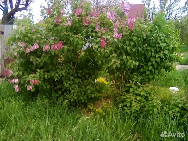 Сирень саженцы