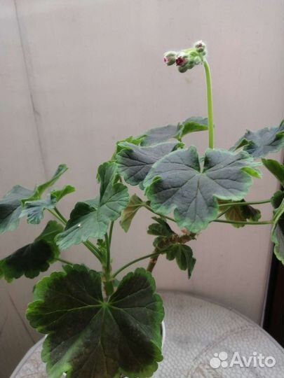 Пеларгония герань