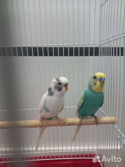 Волнистый попугай пара с клеткой