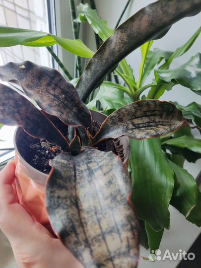 Сансивиерия стар гранит каньон