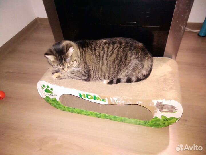 Кошка в дар