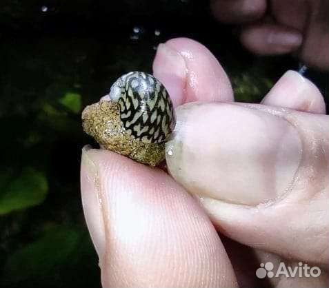 Теодоксус улитка