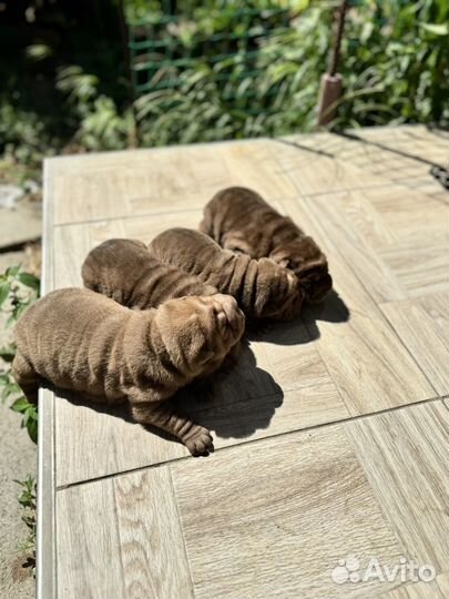 Щенки шарпея