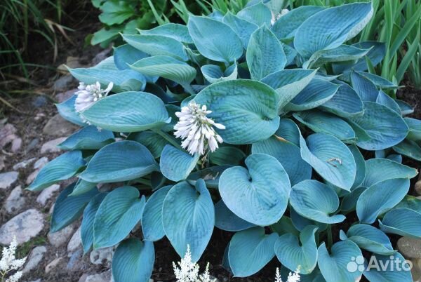 Хосты сортовые (с зкс) часть 3