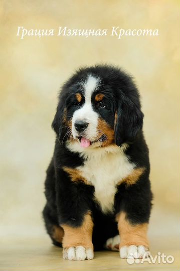 Бернский Зенненхунд