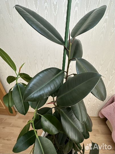 Фикус каучуконосный