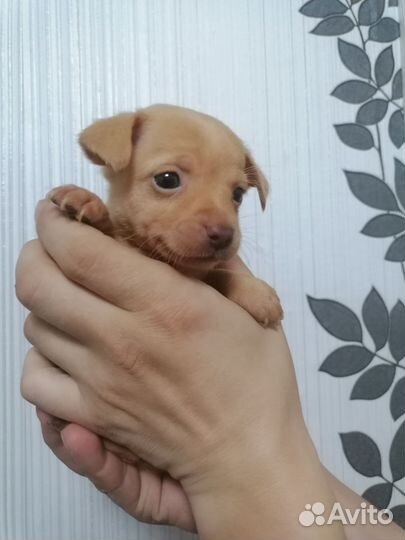 Той-терьер щенки