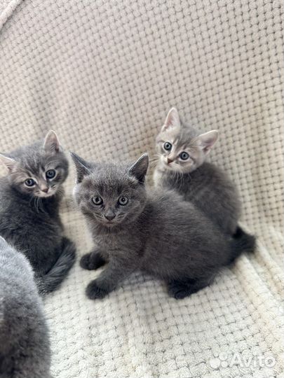 Полубританские котята