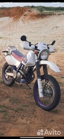 Легендарный мот. Отдам только в добрые руки