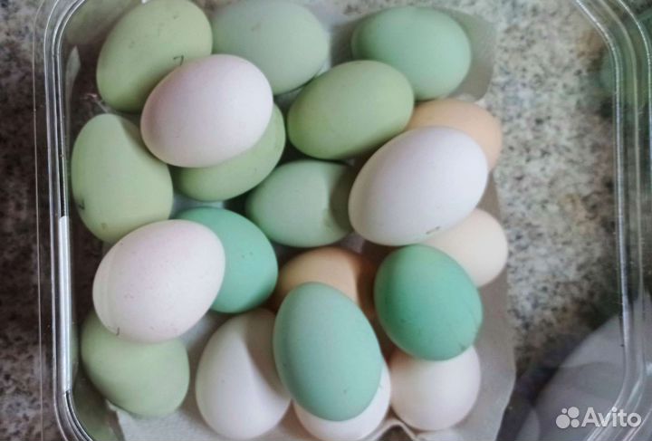 Инкубационное яйцо