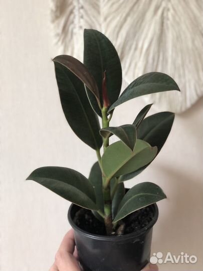 Фикус каучуконосный