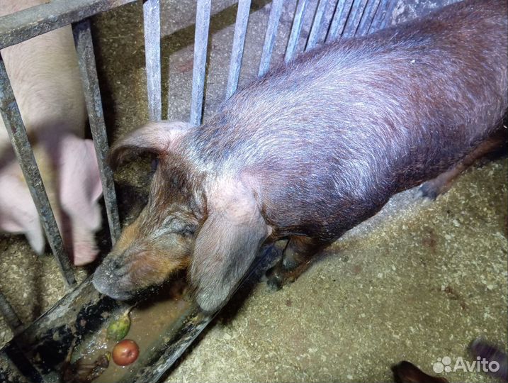 Продам поросят