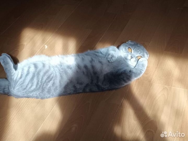 Отдам бесплатно