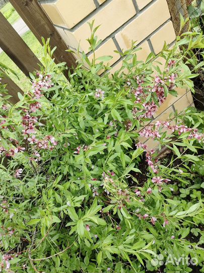 Миндаль кустарник