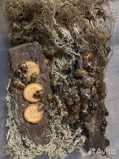 Gyna caffrorum тараканы