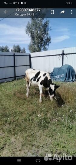 Продам тёлочку