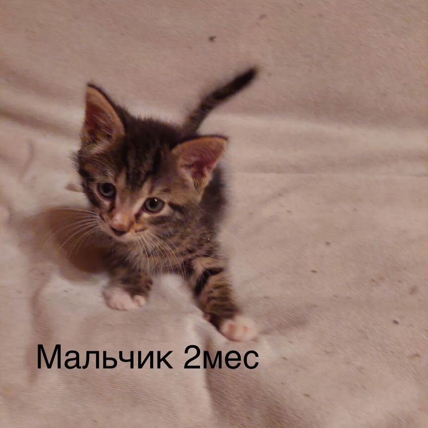 Котенок мальчик 2 месяца