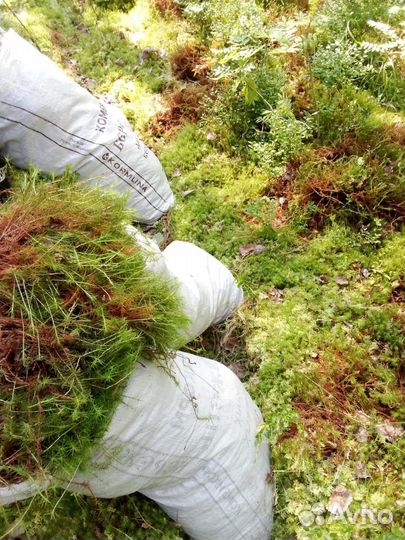 Мох строительный