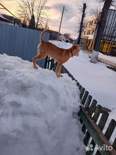 Собака питбуль