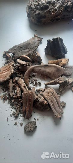 Зубы древний акулы