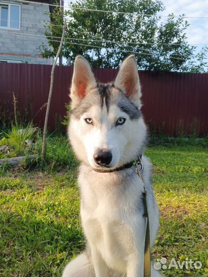 Сибирский хаски