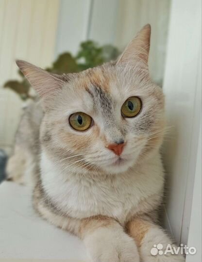 Кошечка в добрые руки