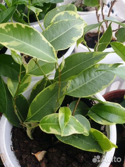 Фикус бенджамина