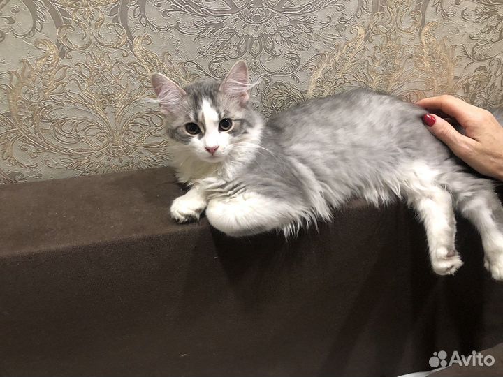 Котята метис