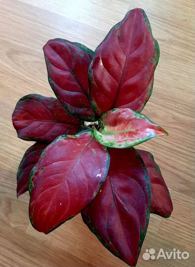 Аглаонема блек марун
