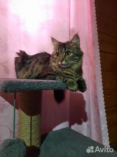 Кошка в дар бесплатно