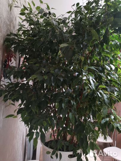 Фикус Бенджамина
