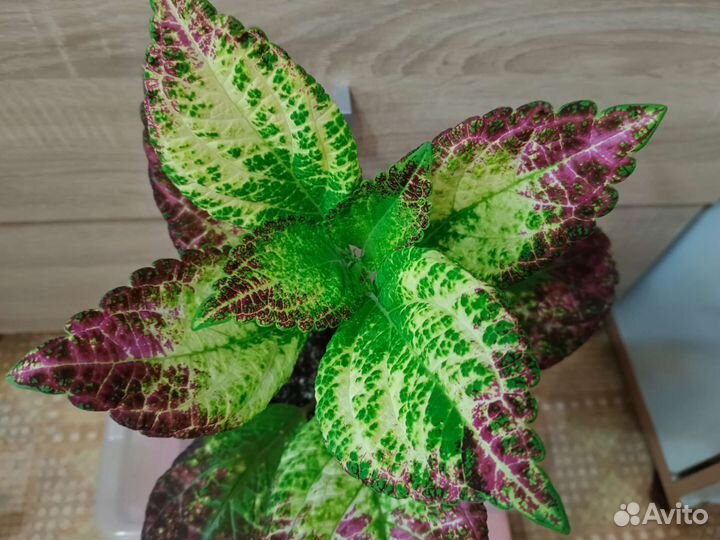 Колеус Аватар цветы для дома,сада