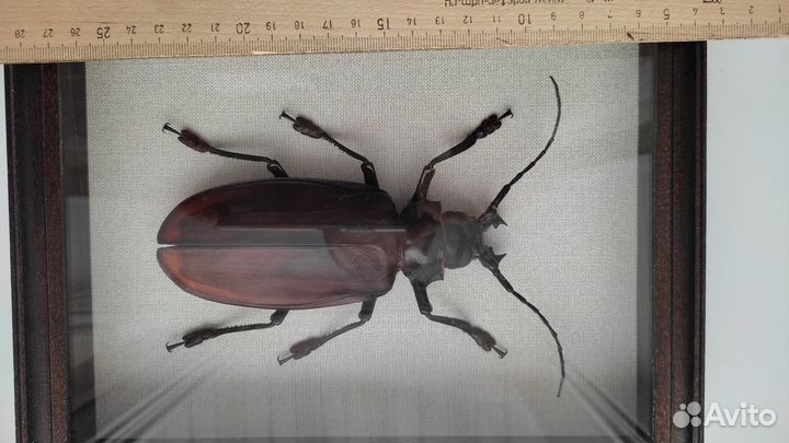 Жук Усач-титан Titanus giganteus в рамке под стекл