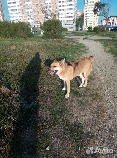 Собака добрая очень, возьмите в частный дом