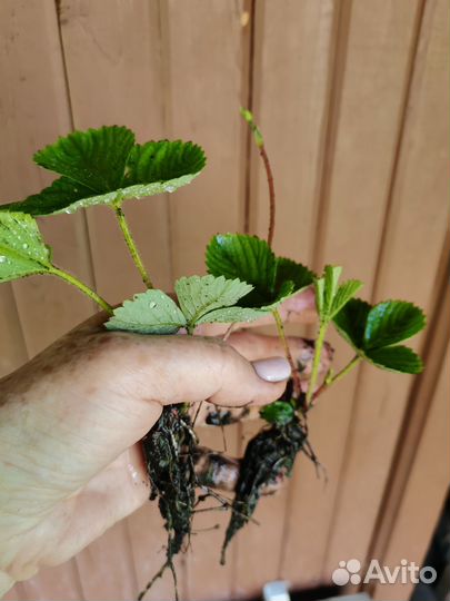 Рассада клубники