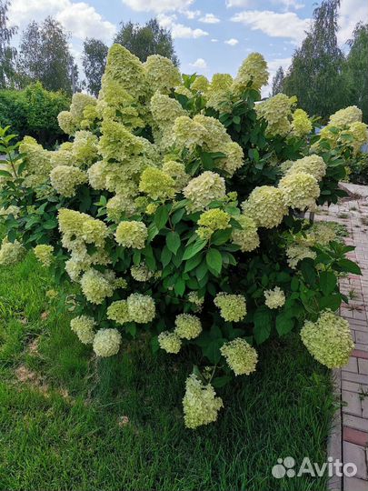 Гортензия метельчатая ванила фрайз