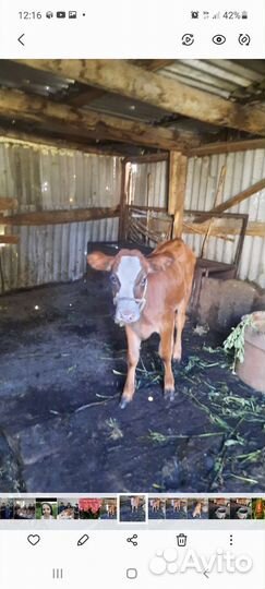 Корова с телёнком