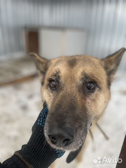 Овчаристый пёс с историей #собака в дар
