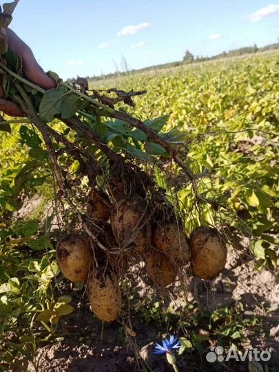 Картофель, урожай 23г