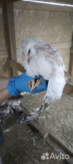 Цыплята 4 месячные Фовероль