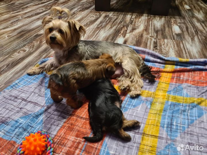 Щенки йорка